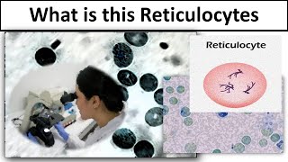 Reticulocytes [upl. by Namron]