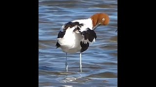 Avocets at laverton Creek October 2024 [upl. by Nelly]