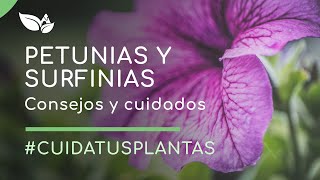 Petunias y surfinias tipos y consejos para su cuidado [upl. by Haidabo]