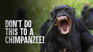 How to Survive a Chimpanzee Attack [upl. by Thomasin]