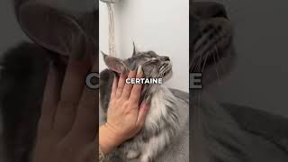 Comment réagir si ton chat s’énerve contre toi [upl. by Tedie]