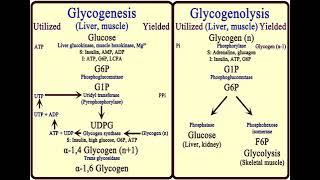 3 Carbohydrates Glycogen Metabolism شرح بالعربي [upl. by Curzon231]