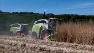 miscanthus harvest [upl. by Neeka127]