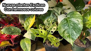 NUEVAS PLANTAS Exoticas de hermosos colores [upl. by Atteynot]