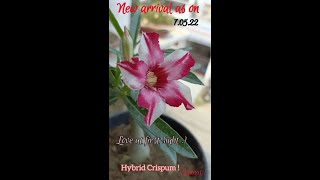 Crispum Hybrid  Love at first sight [upl. by Vasya]