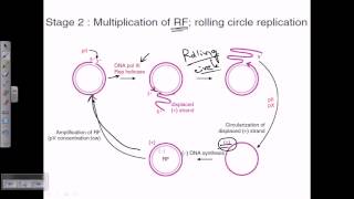 M13 phage genome replication [upl. by Steffane]