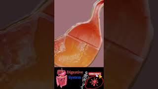 Digestive system  gastrointestinal  physiology anatomy mbbs love neet doctor [upl. by Salot]