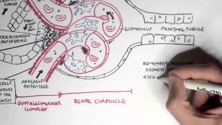 Nephrology  Kidney Physiology Overview [upl. by Shiverick]