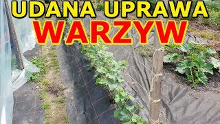 10 NAJWAŻNIEJSZYCH aspektów UDANEJ Uprawy Warzyw [upl. by Yetty269]