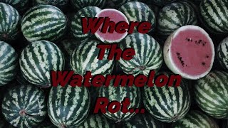 Where the Watermelon Rot [upl. by Bowman]