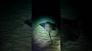 Huge stingray in the night tenerife scubadivingislife scubadiving ocean [upl. by Aneeroc]