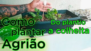 Como Plantar Agrião em Casa Do plantio a colheita [upl. by Lexis883]