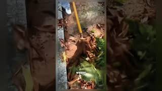 Useful mini shovel Satisfying jobs and machinery in the world [upl. by Eatnoed713]