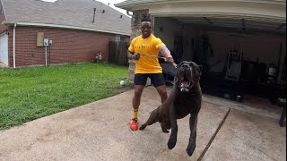 Massive Intense 1 Yr Old Cane Corso Lunges At Careless Breeder  Manstopper House Visit [upl. by Yadsnil]