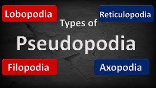 TYPES OF PSEUDOPODIA  COMPARISON [upl. by Titania]