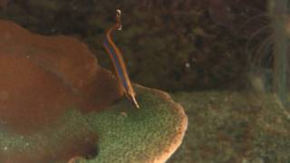 Bluestripe Pipefish Doryrhamphus excisus  Indische BlaustreifenSeenadel [upl. by Tufts]