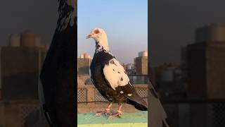 Pets ki ladaiya lada kar pet pakda 🥰 kabootar minivlog shorts anime birds vlog petsvlog pet [upl. by Lairret]