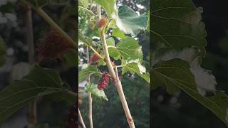 Mulberry fruit in our garden mulberry terracegarden [upl. by Edmund640]