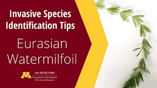 Identification Tips Eurasian Watermilfoil Myriophyllum spicatum [upl. by Iona]