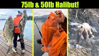 75lb amp 50lb Halibut Nonstop Early Morning Action Alaskan Halibut FishingJuneau Alaska JULY 2023 [upl. by Lurleen713]