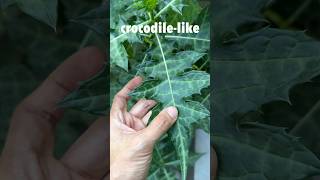 Acanthus montanus  Gorgeous Foliage  Easy and Fast Growing Plant Let’s Propagate With Updates [upl. by Arnuad313]