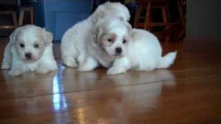 Denning Farms Maltipoo puppies exploring [upl. by Nnyltiac]