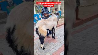 2024 Bakrid special Nellore Judipi Sheep 110 KGS LIVE WEIGHT [upl. by Minda595]