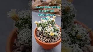 The THIMBLE CACTUS beautiful easy to grow amp bloom mammillaria gracilis cacti cactus shorts [upl. by Richlad761]