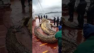 Giant Sea Monsters Caught by Fishermen 🐙🎣GiantSeaCreatures FishingDiscoveries OceanMysteries [upl. by Llednik649]