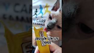 A Josefa le encantan los churus 😻 sphynx cat gato food catfood memes memesgatos gatogracioso [upl. by Nrojb]