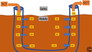 CounterCurrent Exchange  CounterCurrent Multipliers  LOH and Vasa Recta  Renal Physiology [upl. by Hardej]