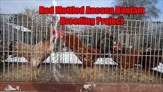 Breeding Flocks for the Red Mottled Project Part 3 The end decision [upl. by Edny]