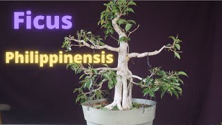 Ficus Philippinensis Bonsai Tree [upl. by Tadio]