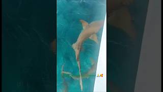 Feeling Fantastic 🦈🏝️🌊😍🥰🙏 youtubeshorts maldives [upl. by Raleigh]