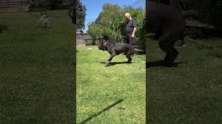 Jack Russell outruns Cane Corso… dog puppy funny life laugh shorts [upl. by Meldoh]