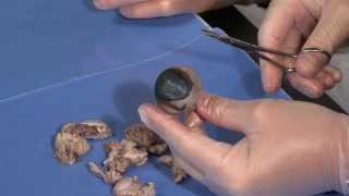 Detailed Cow Eye Dissection Part I Jr High High School and College Review [upl. by Jemina]