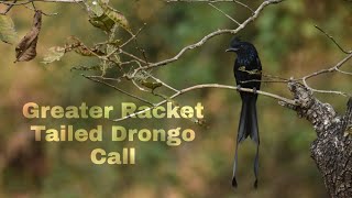 Racket Tailed Drongo Call  Greater Racket tailed Drongo Call [upl. by Arlette471]