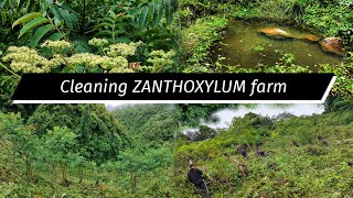 Day Out Cleaning Michinga  ZANTHOXYLUM  farm [upl. by Noelc]