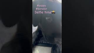 Happy dogdoglover dog puppy cutepets subscribe [upl. by Rodrigo]