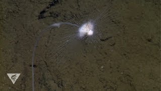 Deepsea sponges with a killer appetite [upl. by Udele746]