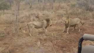 MalaMala lion fight by Jerry Kagele [upl. by Enyrb528]