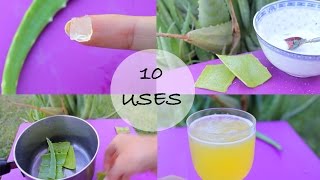 10 ways I use Aloe Vera  Love this stuff [upl. by Deyas728]