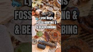 Lyme Regis Fossil hunting amp beachcombing haul fossil beachcombing rockhounding mudlarking shell [upl. by Hessler55]