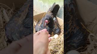 Hen harvesting for 9 eggs 😯😍🐔🐔 shorts [upl. by Acirehs]