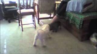 Mini Dachshund and Maltipoo Playing [upl. by Kcirdec12]