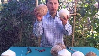 How to Open a Young White or Brown Coconut and Which is Best [upl. by Hsiwhem]