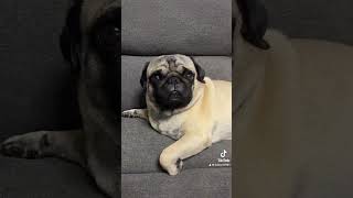 cutedog pug perrunos dog perros humor mascotas perroshermosos [upl. by Obed816]