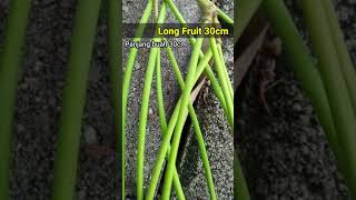 PLANT  Amazing Fruit and Seeds Alstonia Scholaris 😱  shorts [upl. by Hpesoy]