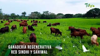 Ganadería regenerativa Red Sindhi y Sahiwal  TvAgro por Juan Gonzalo Angel Restrepo [upl. by Inahs951]