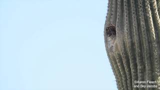 Pygmyowl flying into nest with food [upl. by Uile]